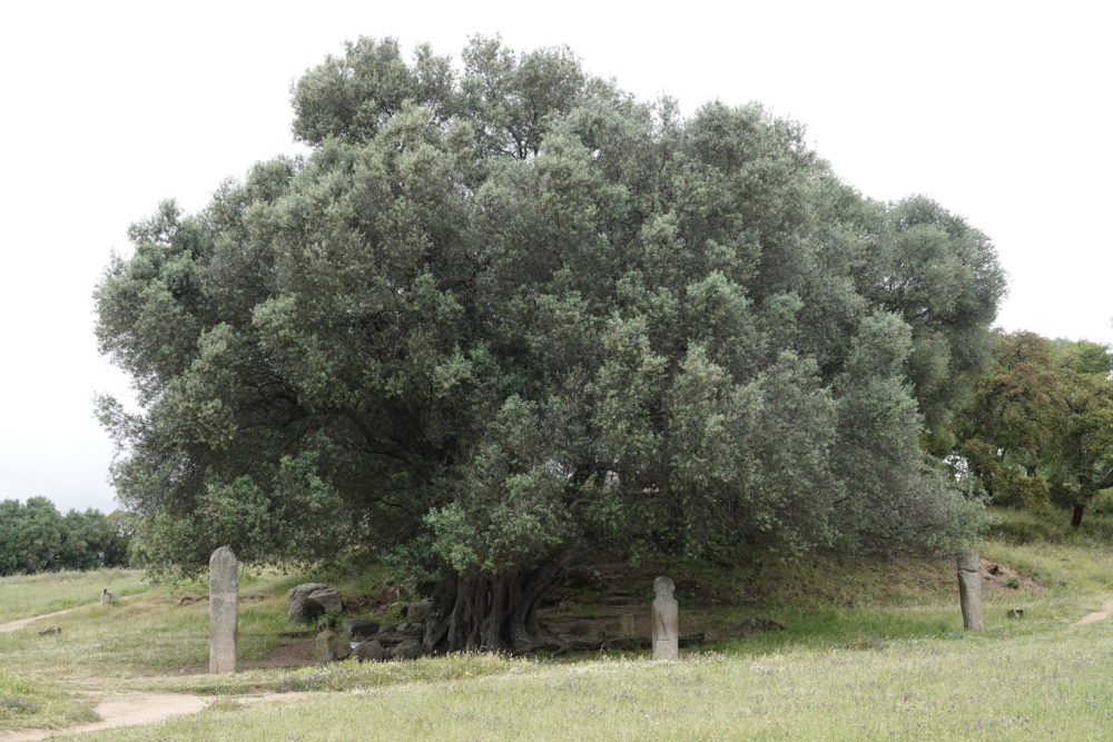 1200 Jahre alter Olivenbaum